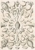 Посуда египтян середины XIX века (из "Путешествия на Восток..." герцога Максимилиана Баварского. Штутгарт. 1846 год (лист XXXVI))