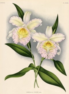 Орхидея SOBRALIA x VEITCHI (лат.) (лист DCCXL Lindenia Iconographie des Orchidées - обширнейшей в истории иконографии орхидей. Брюссель, 1901)