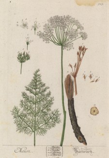 Медвежий корень, или укроп медвежий (Meum (лат.)) (лист 525 "Гербария" Элизабет Блеквелл, изданного в Нюрнберге в 1760 году)