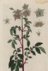 Паслён (Solanum (лат.)) — род растений из семейства паслёновые (лист 523а "Гербария" Элизабет Блеквелл, изданного в Нюрнберге в 1760 году)