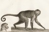 Самка обезьяны сажу -- весьма нечистоплотна и пристрастна к табаку (лист из La ménagerie du muséum national d'histoire naturelle ou description et histoire des animaux... -- знаменитой в эпоху Наполеона работы по натуральной истории)