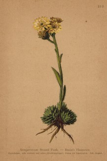 Молодило Брауна (Sempervivum Brauni Funk. (лат.)) (из Atlas der Alpenflora. Дрезден. 1897 год. Том III. Лист 212)