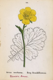 Гравилат горный (Geum montanum (лат.)) (лист 138 известной работы Йозефа Карла Вебера "Растения Альп", изданной в Мюнхене в 1872 году)