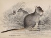 Кенгуровая крыса (Hypsiprymnus murinus (лат.)) (лист 16 тома VIII "Библиотеки натуралиста" Вильяма Жардина, изданного в Эдинбурге в 1841 году)