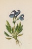 Мытник папоротниколистный (Pedicularis asplenifolia (лат.)) (лист 314 известной работы Йозефа Карла Вебера "Растения Альп", изданной в Мюнхене в 1872 году)