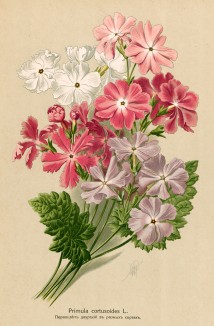 Примула кортузоидная - Primula cortusoides L. Многолетники наиболее красивые и пригодные для садовой культуры. Санкт-Петербург, 1913