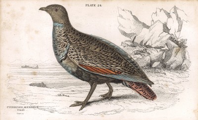 Чернобрюхий рябок (лат. Pterocles Arenarius). Вильям Жардин, "Библиотека натуралиста". Эдинбург, 1840