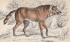 Красный волк (Chrysocyon jubatus (лат.)) (лист 21 тома IV "Библиотеки натуралиста" Вильяма Жардина, изданного в Эдинбурге в 1839 году)