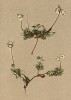 Проломник мохнатый (Androsace villosa (лат.)) (из Atlas der Alpenflora. Дрезден. 1897 год. Том IV. Лист 322)