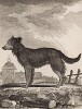 Пастушья собака (овчарка) (лист IV иллюстраций ко второму тому знаменитой "Естественной истории" графа де Бюффона, изданному в Париже в 1749 году)