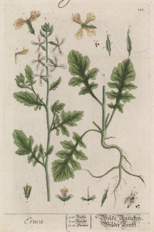Руккола, или гусеничник посевной, или индау посевной (Eruca sativa (лат.)) — однолетнее травянистое растение, незаменимое для салата (лист 242 "Гербария" Элизабет Блеквелл, изданного в Нюрнберге в 1757 году)