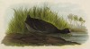 Лысуха американская (Fulica americana) (лист 8 известной работы Бенджамина Уоррена "Птицы Пенсильвании", изданной в США в 1890 году (иллюстрации изготовлены по мотивам оригиналов Джона Одюбона))