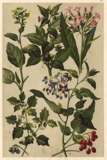 Табак настоящий (Nicotiana Tabacum), махорка, или тютюн (Nicotiana rustica), паслен сладко-горький (Solanum Dulcamara), паслен чёрный (Solanum nigrum), сонная трава, или беладонна (Atropa Belladonna)