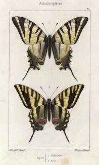 Бабочки парусник подалирий (Papilio Podalirius) и парусник аякс (Papilio Ajax (лат.)) (лист 14)