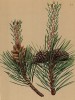 Сосна горная -- один из самых высокогорных долгожителей Земли (Pinus montana (лат.)) (из Atlas der Alpenflora. Дрезден. 1897 год. Том I. Лист 13)