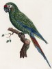 Малый солдатский ара (лист 4 иллюстраций к первому тому Histoire naturelle des perroquets Франсуа Левальяна. Изображения попугаев из этой работы считаются одними из красивейших в истории. Париж. 1801 год)