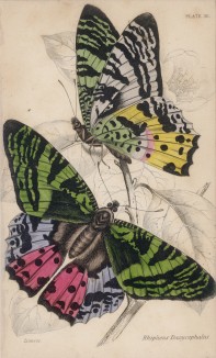 Бабочка Rhypheus Dasycephalus (лат.) (лист 30 XXXVI тома "Библиотеки натуралиста" Вильяма Жардина, изданного в Эдинбурге в 1837 году)