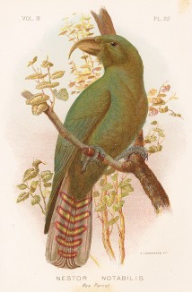 Кеа, Nestor notabilis (лат.). G.J.Broinowski. The Birds of Australia comprising three hundred full-pagе illustrations... Т.III, л.22. Мельбурн, 1887
