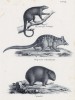 Кускусы и тасманский вомбат (лист 29 первого тома работы профессора Шинца Naturgeschichte und Abbildungen der Menschen und Säugethiere..., вышедшей в Цюрихе в 1840 году)