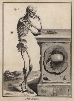Анатомия. Вид скелета сбоку. (Ивердонская энциклопедия. Том I. Швейцария, 1775 год)