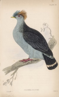 Ушастый голубь (Columba dilopha (лат.)) (лист 10 тома XIX "Библиотеки натуралиста" Вильяма Жардина, изданного в Эдинбурге в 1843 году)