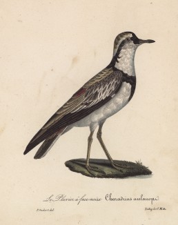 Египетский бегунок черноголовый (лист из альбома литографий "Галерея птиц... королевского сада", изданного в Париже в 1825 году)