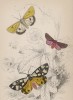 Медведица луговая; медведица кайя кремовая, рубиновая медведица (1. Clouded Buff 2. Cream-spot Tiger Moth 3. Ruby Tiger Moth (англ.)) (лист 20 тома XL "Библиотеки натуралиста" Вильяма Жардина, изданного в Эдинбурге в 1843 году)