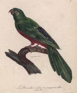 Самка ожерелового попугайчика (лист из альбома литографий "Галерея птиц... королевского сада", изданного в Париже в 1822 году)
