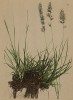 Келерия сизая -- полувечнозелёный злак (Koeleria hirsuta (лат.)) (из Atlas der Alpenflora. Дрезден. 1897 год. Том I. Лист 26)