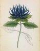 Кольник хохлатый (Phyteuma comosum (лат.)) (лист 253 известной работы Йозефа Карла Вебера "Растения Альп", изданной в Мюнхене в 1872 году)