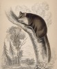 Австралийский Petaurus pygmeus (лат.) (лист 30 тома VIII "Библиотеки натуралиста" Вильяма Жардина, изданного в Эдинбурге в 1841 году)