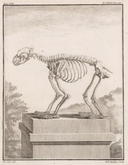 Скелет медведя (лист XXXV иллюстраций к седьмому тому знаменитой "Естественной истории" графа де Бюффона, изданному в Париже в 1758 году)