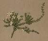 Минуарция ланцетная (Alsine lanceolata (лат.)) (из Atlas der Alpenflora. Дрезден. 1897 год. Том II. Лист 103)