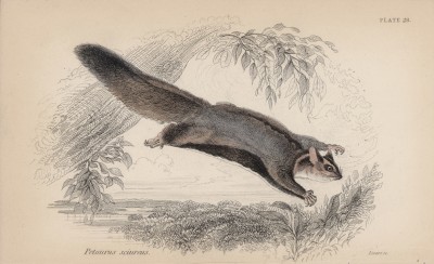 Австралийский карликовый летучий кускус (Petaurus sciureus (лат.)), или летучая белка (лист 28 тома VIII "Библиотеки натуралиста" Вильяма Жардина, изданного в Эдинбурге в 1841 году)