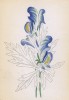 Аконит пёстрый (Aconitum variegatum (лат.)) (лист 35 известной работы Йозефа Карла Вебера "Растения Альп", изданной в Мюнхене в 1872 году)
