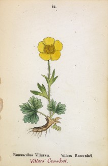 Лютик Вийяра (Ranunculus Villarsii (лат.)) (лист 23 известной работы Йозефа Карла Вебера "Растения Альп", изданной в Мюнхене в 1872 году)