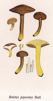 Перечный гриб, или маслёнок перечный, Boletus piperatus Bull. (лат.). Несъедобен, но можно использовать в качестве приправы, как перец. Дж.Бресадола, Funghi mangerecci e velenosi, т.II, л.167. Тренто, 1933