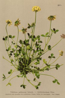 Клевер бледный (Trifolium pallescens (лат.)) (из Atlas der Alpenflora. Дрезден. 1897 год. Том III. Лист 239)