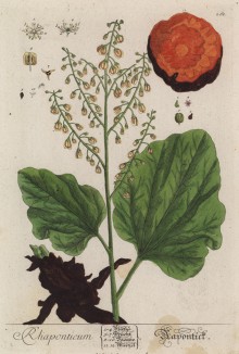 Ревень черенковый (лист 262 "Гербария" Элизабет Блеквелл, изданного в Нюрнберге в 1757 году)