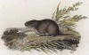 Луговая мышь (Лондон. 1808 год. Лист 30)