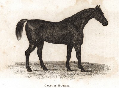 Упряжная лошадь. Английская гравюра, изданная в 1809 г.