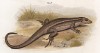 Сцинк Aspidosaurus bifasciatus (лат.) (из Naturgeschichte der Amphibien in ihren Sämmtlichen hauptformen. Вена. 1864 год)