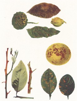 Заболевания цитрусовых деревьев. Иллюстрация из книги  Г. Фосетта и Г. Ли Атертона. 