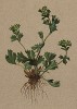 Манжетка пятилистная (Alchemilla pentaphylla (лат.)) (из Atlas der Alpenflora. Дрезден. 1897 год. Том III. Лист 232)
