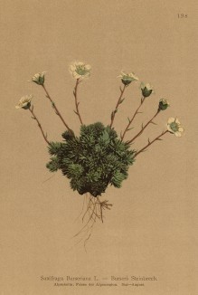 Камнеломка Бурсера (Saxifraga Burseriana (лат.)) (из Atlas der Alpenflora. Дрезден. 1897 год. Том II. Лист 198)
