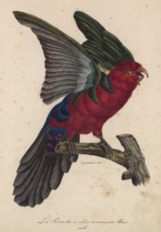 Розовобрюхий лори, мальчик (лист из альбома литографий "Галерея птиц... королевского сада", изданного в Париже в 1822 году)