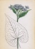 Лунник оживающий (Lunaria rediviva (лат.)) (лист 57 известной работы Йозефа Карла Вебера "Растения Альп", изданной в Мюнхене в 1872 году)