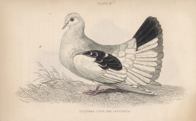 Веерохвостый голубь (Columba tremula latecauda (лат.)) (лист 13 тома XIX "Библиотеки натуралиста" Вильяма Жардина, изданного в Эдинбурге в 1843 году)