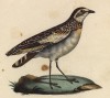Куропатки Маффрена (лист из альбома литографий "Галерея птиц... королевского сада", изданного в Париже в 1825 году)