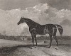 Вороной конь по кличке Шекспир. Лондон, 1843